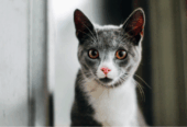 NIkolas Chartreux Cat